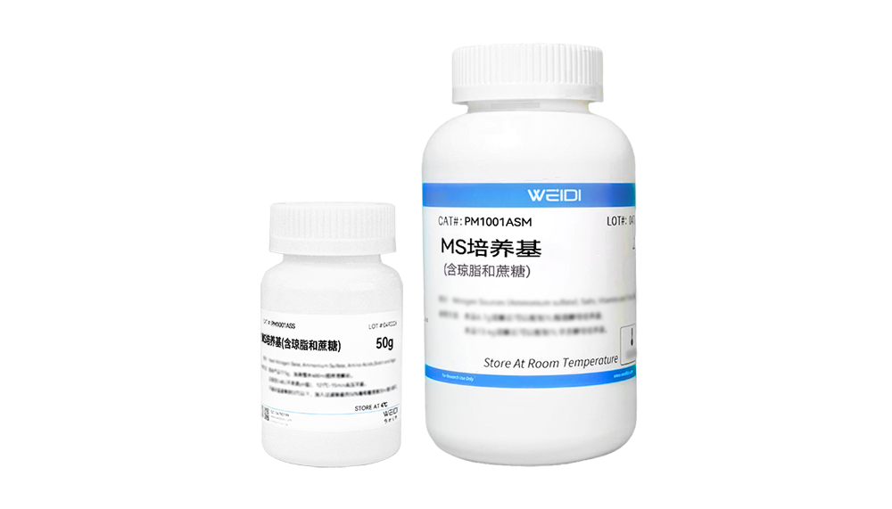 MS培养基(含琼脂和蔗糖)