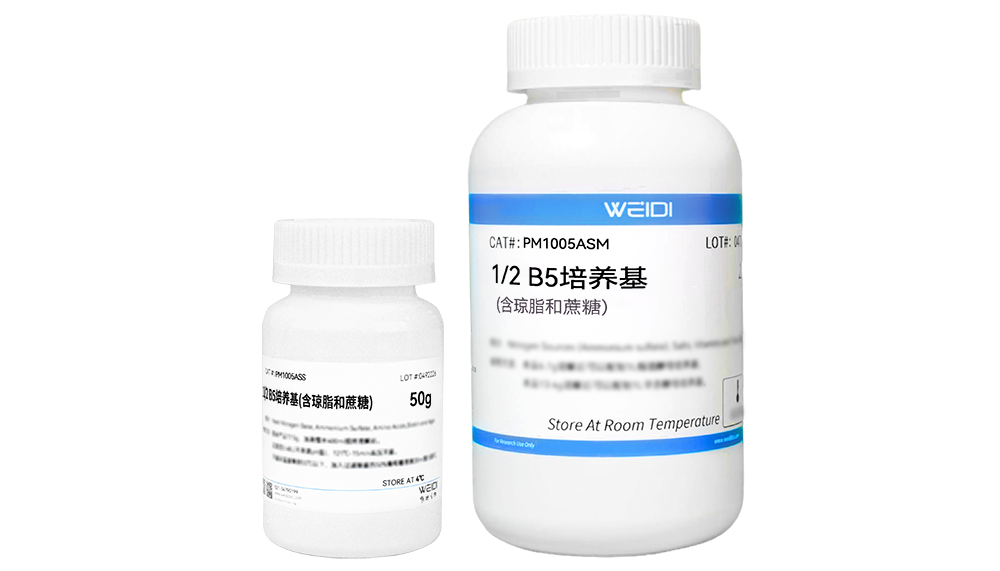 1/2 B5培养基(含琼脂和蔗糖)