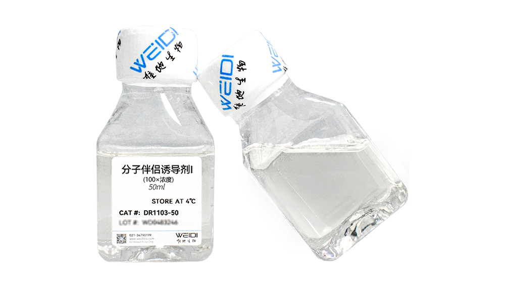 分子伴侣诱导剂 I(100×)